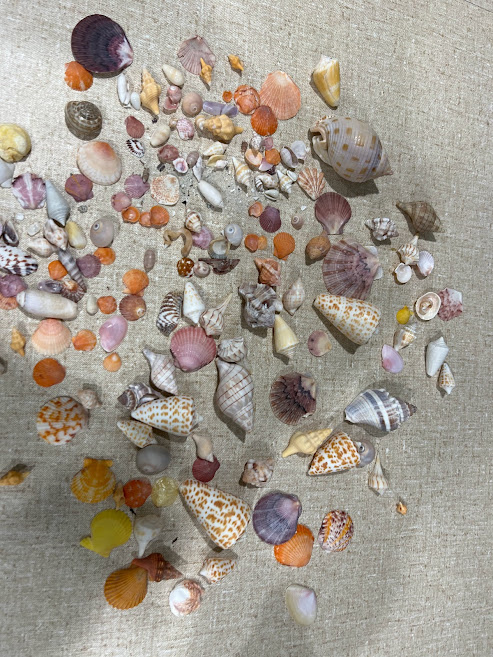 assortment of colorful seashells