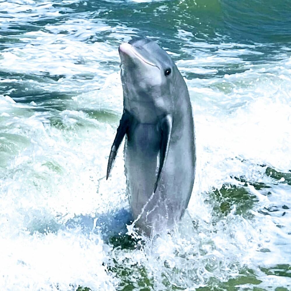 dolphin in gulf waters naples fl