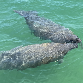manatees in gulf waters naples fl