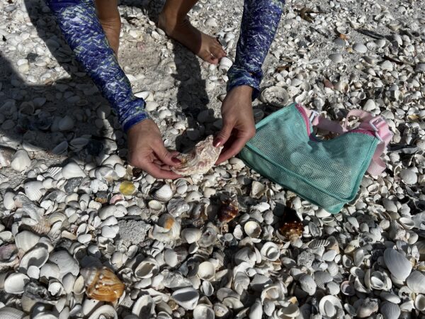 person collecting seashells